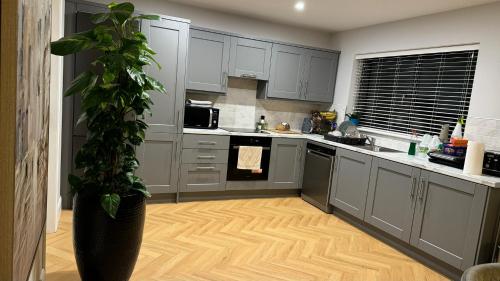 a kitchen with gray cabinets and a potted plant at Large bedroom near to the center in Cork