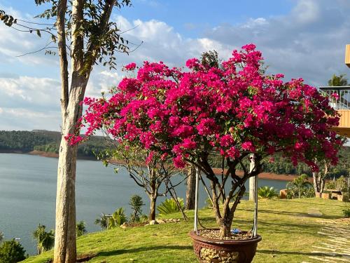 a bush of pink flowers in a pot next to a tree at Dak Nguyen Homestay & Farm 3 in Gia Nghĩa