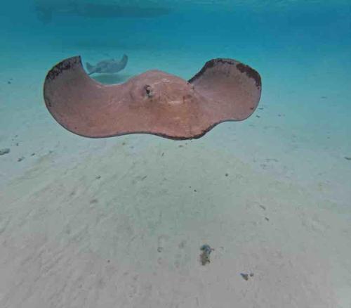 a stingray swimming in the water on the beach at Haranai Camping & Tours in Te-Fare-Arii