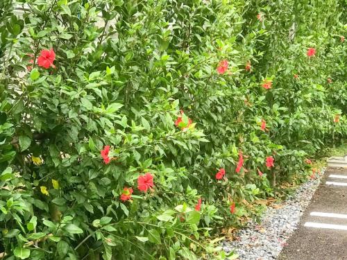 a bush with red flowers in a garden at Niruyakanaya BISE - Vacation STAY 36704v in Bise