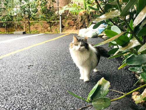 a cat is standing on the side of the road at Niruyakanaya BISE - Vacation STAY 36708v in Bise