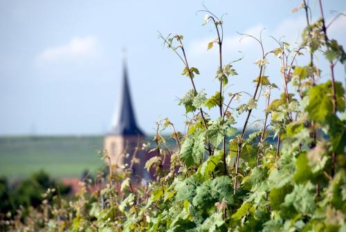 a field of plants with a church in the background at Bärengasse Apartments in Freinsheim