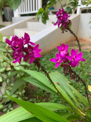a group of purple flowers in a garden at Plantation House in Hikkaduwa