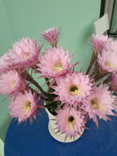 a bunch of pink flowers in a white vase at Hellas Palace Rooms CENTER in Sparti