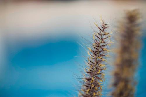 a tall plant in front of a blue sky at El Gouna Elite Worldwide Sea & Garden Residences - Hurghada, Egypt in Hurghada