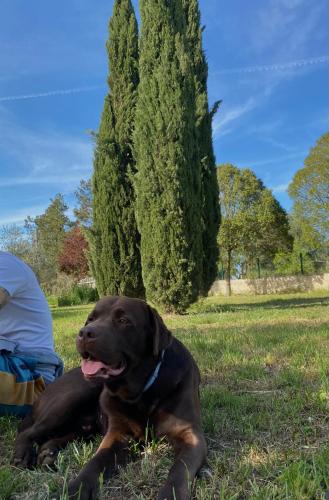 a brown dog laying in the grass in a field at Agriturismo Colle Igino in Matera