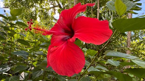 Jardín al aire libre en L'HIBISCUS rénové Sept 2025