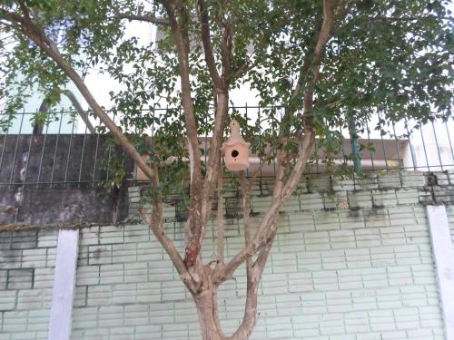 a bird house in a tree in front of a building at Pousada Laura / Ziza in Foz do Iguaçu