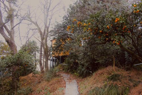 a dirt path with orange trees and a house at ANANIA Cottage in Batumi