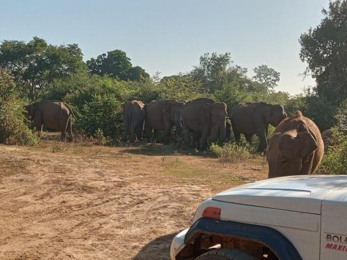 a herd of elephants standing in front of a truck at Green Star Safari Home in Udawalawe