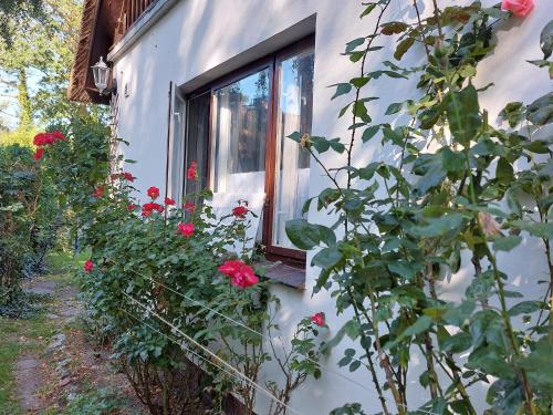 ein Fenster eines Hauses mit Rosen davor in der Unterkunft Ferienwohnung zwischen Deich und Düne in Dierhagen