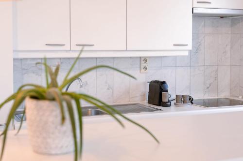une plante assise sur un comptoir dans une cuisine dans l'établissement Spacious & modern sea view apartment with garage, à Ostende
