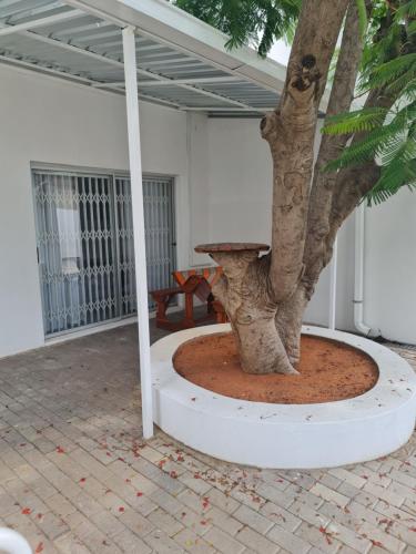 Ein Baum in einer Pflanze neben einem Haus in der Unterkunft Villa Saffier in Windhoek