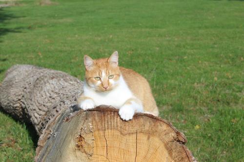 an orange and white cat sitting on top of a tree stump at Gîtes à l'ombre des chênes in Châteauvieux