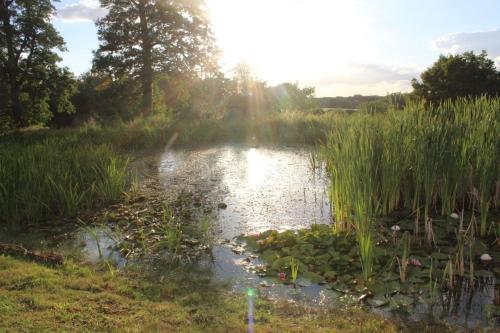 a pond with plants in the middle of a field at Gîtes à l'ombre des chênes in Châteauvieux
