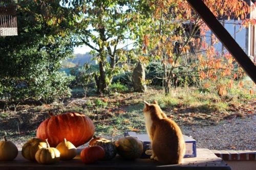 a cat sitting on a table looking out a window at pumpkins at Gîtes à l'ombre des chênes in Châteauvieux