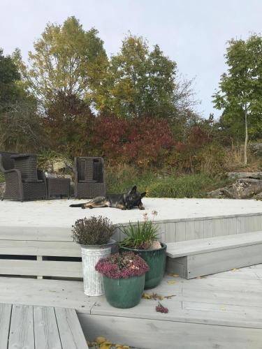 a dog laying on a patio with two potted plants at Casa del Vika in Halden