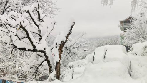 a tree covered in snow next to a house at The Homstel Manali in Manāli