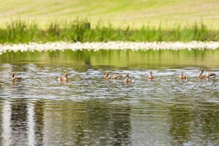 eine Gruppe von Enten, die im Wasser schwimmen in der Unterkunft The Sanctuary - Family Retreat - Noosa Hinterland in North Arm