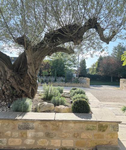 a large tree in a garden with some plants at Greystone Guesthouse in Titchmarsh