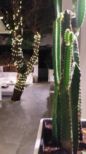 a cactus with lights on it in a room at Rincón del mar Veleros Hotel in San Onofre