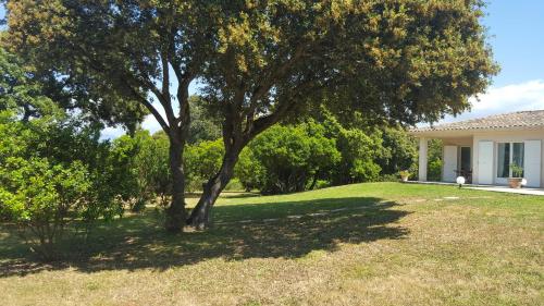 un arbre dans la cour d'une maison dans l'établissement A MERENDELLA, villa avec vaste jardin arboré, vue mer, accès direct plage, à Pietrosella