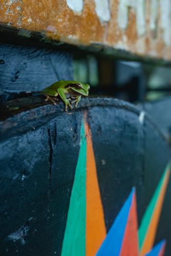 a frog sitting on the top of a car at Villa Blanca Cloud Forest Hotel & Retreat in San Ramón