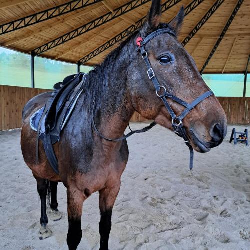 Zvířata v prázdninového domu nebo okolí