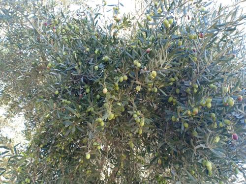 a tree with lots of fruit on it at Kech-Montana in Mzoudia