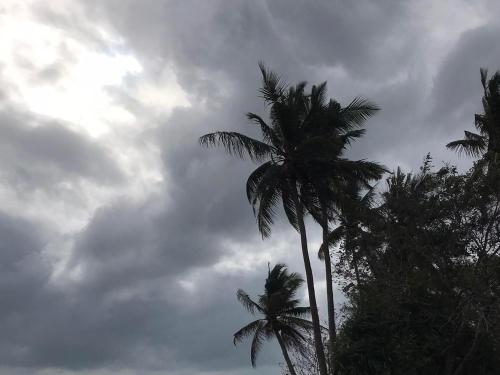 a group of palm trees against a cloudy sky at Tiliponan Nipa Hut in Buenavista
