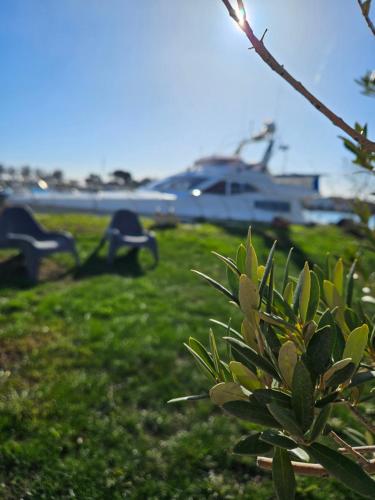 a bush in the grass with a plane in the background at Nuit insolite bateau à quai - Port Saint Louis du Rhône in Saint-Louis-du-Rhône