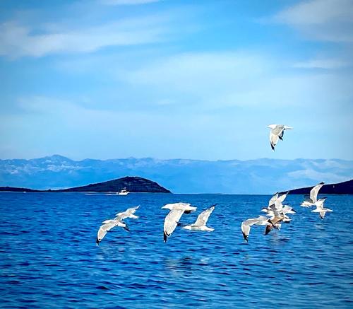 a flock of seagulls flying over the ocean at Gajeta Residence Božava in Božava