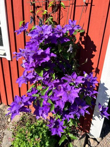 Jardin de l'établissement Halmstad Gårdshotell
