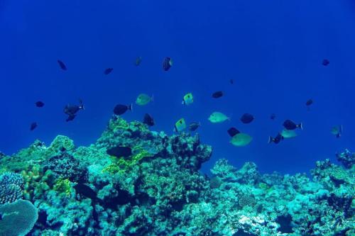 a group of fish swimming over a coral reef at Tanna Evergreen Resort & Tours in Tanna Island