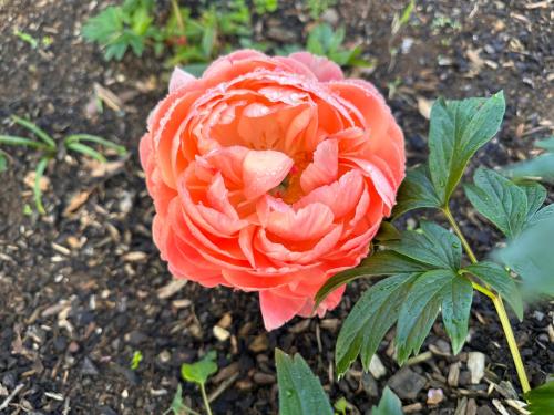 a orange flower with rain on it in a garden at Villa Walton in Matamata