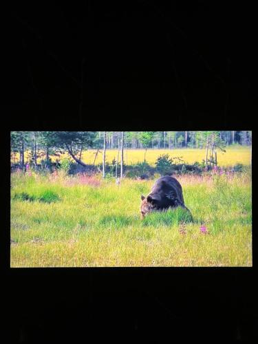 a cow laying in the grass in a field at Hi-Tech Apartment in Tashkent