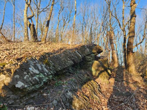 a log laying on the side of a forest at 13-Acre Private Estate, Private Lake, Private Golf Range, Private Forest & Hiking Trails in Ross Corner