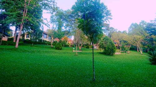 a tree in the middle of a green field at LUSHOTO EXECUTIVE LODGE in Lushoto