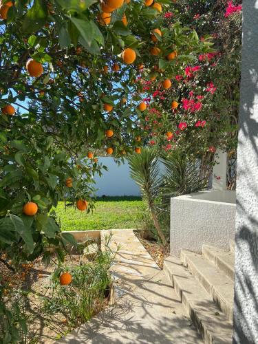 La Soukra的住宿－carmella，橘子树,上面挂着一束橘子