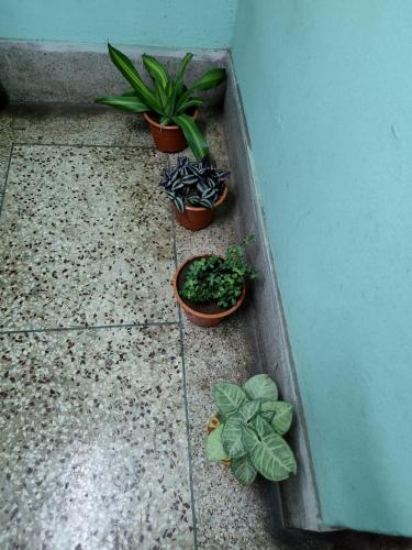 three potted plants sitting on the floor next to a wall at Aasiyana in Bhubaneshwar