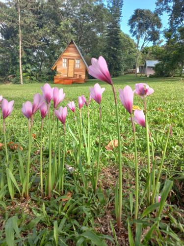 un grupo de flores rosas frente a una cabaña en Del monte Dormis en Dos de Mayo