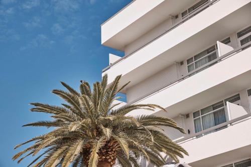a palm tree in front of a building at Hotel Alba Adelaide in Adelaide