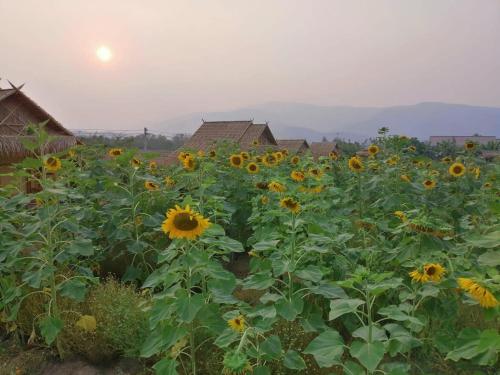 a field of sunflowers in front of a house at บ้านสวนกางโต้ง Ban Suan Kang Tong in Chom Thong