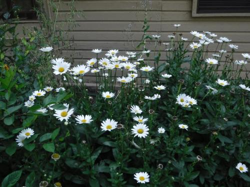 a bunch of white flowers in a garden at Billingsley Creek in Hagerman
