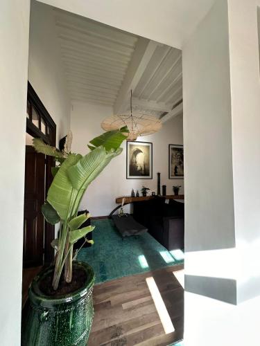 a plant in a vase in a living room at Loft incroyable en médina in Essaouira