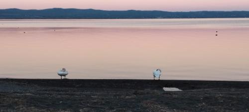 two birds standing on the shore of a body of water at LA CHASCONA DI FARNESE casa di tufo nel borgo in Farnese