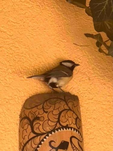 a bird perched on the side of a wall at Luxueuse oasis écologique à proximité du lac in Preverenges