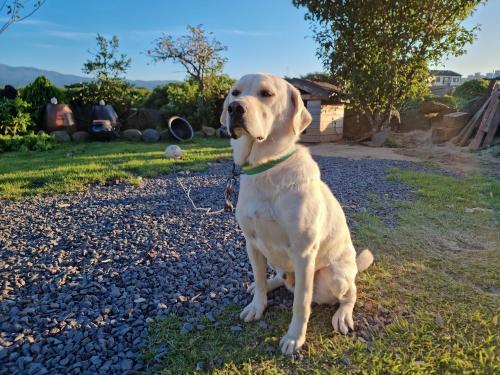 a dog sitting on the grass in a yard at tree house in Jeju