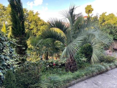 einen Garten mit Palmen und anderen Pflanzen in der Unterkunft SV Hotel Batumi in Makhinjauri