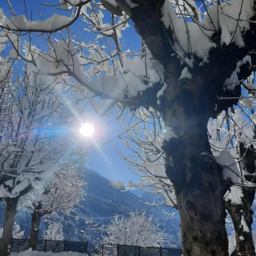 a snow covered tree with the sun in the background at Gasthof Appartements Gamskar in Bad Gastein